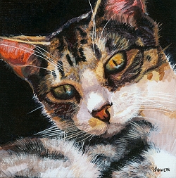 Custom cat portrait painting by Connie Bowen of Celeste who is a tabby cat living in Brazil. I love her golden eyes.