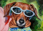 Cassey is a tan Dachshund with sunglasses on ready for her sailboat ride in Texas