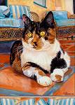Stunning calico cat on orange tiles on patio with blue cushions