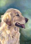 Lucy is a stunning blonde Golden Retriever. She is as sweet as she can be.