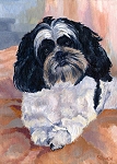 Lucy - a black and white Shih Tsu