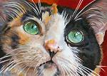 Maya - a beautiful calico cat with luscious green eyes