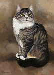 Brown Tabby Cat with mottled background