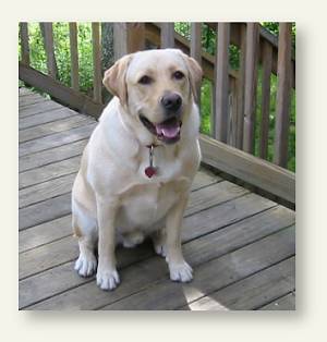 Spencer - the beloved yellow lab of Cheryl McManus