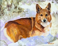 Wally is a Pembroke Welsh Corgi in the snow