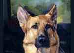 German shepherd Angie is so intelligent and sweet